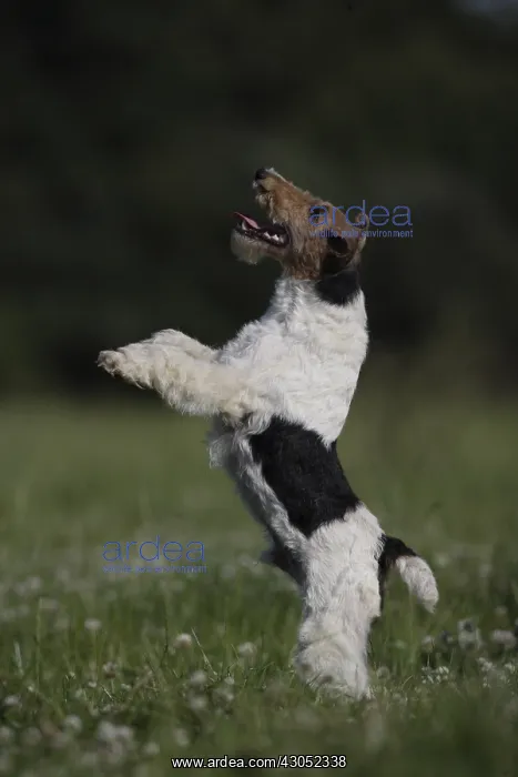 : Fox Terrier Wirehair playing and jumping in a meadow : Fox Terrier Wirehair playing and jumping in a meadow