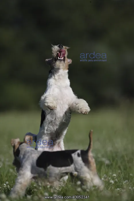 : Fox Terriers Wirehair playing in a meadow France : Fox Terriers Wirehair playing in a meadow France