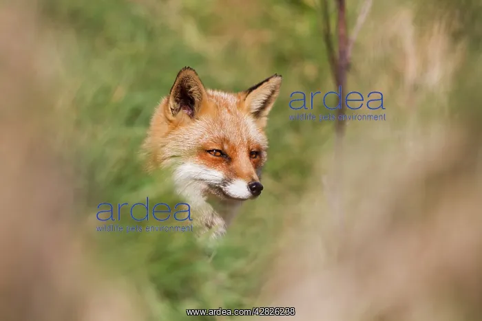  : Fox (Vulpes vulpes)