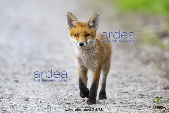 : Fox (Vulpes vulpes) puppy Germany : Fox (Vulpes vulpes) puppy Germany