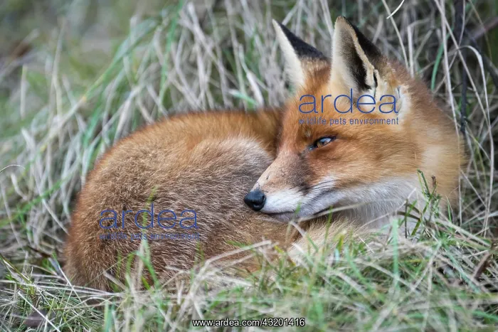 : Fox ( Vulpes vulpes) at rest, Oldenburger Munsterland : Fox ( Vulpes vulpes) at rest, Oldenburger Munsterland
