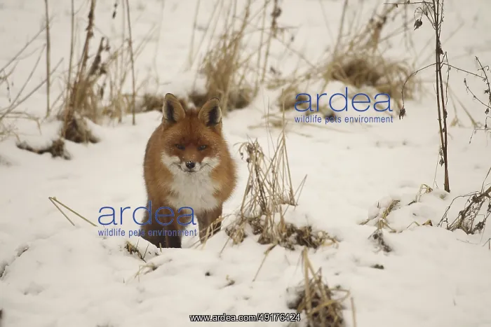 : Fox (Vulpes vulpes) safe in the snow : Fox (Vulpes vulpes) safe in the snow