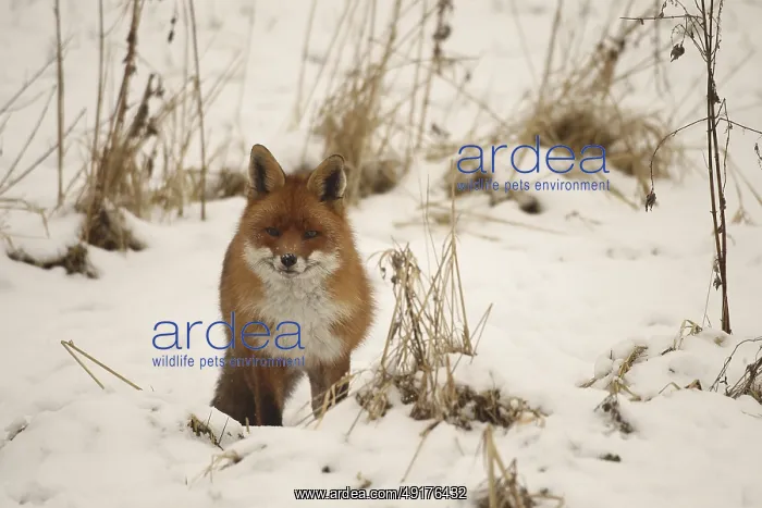 : Fox (Vulpes vulpes) safe in the snow : Fox (Vulpes vulpes) safe in the snow