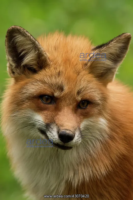 : Fox (Vulpes vulpes). Sk ones Dyrepark, in captivity : Fox (Vulpes vulpes). Sk ones Dyrepark, in captivity