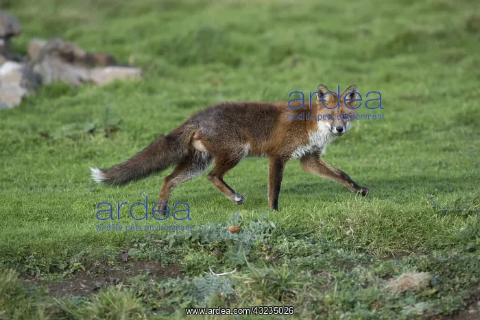 : Fox - Walking - Cornwall - UK : Fox - Walking - Cornwall - UK