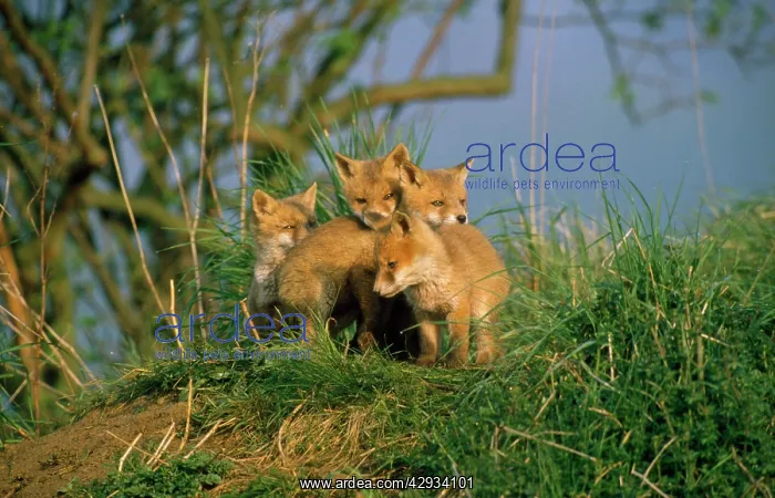 : Fox - young cubs