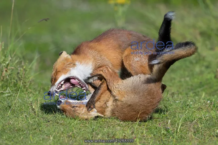 : Foxes (Vulpes vulpes)fighting with their mouths : Foxes (Vulpes vulpes)fighting with their mouths