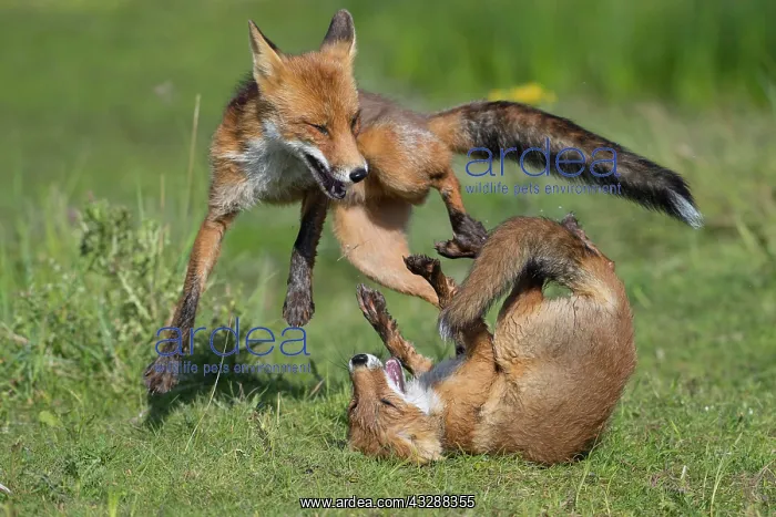 : Foxes (Vulpes vulpes)fighting with their mouths : Foxes (Vulpes vulpes)fighting with their mouths