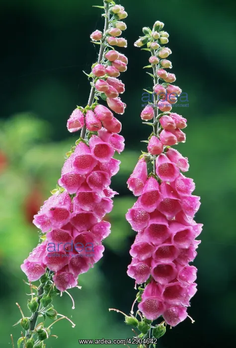  : FOXGLOVE (Digitalis purpurea)