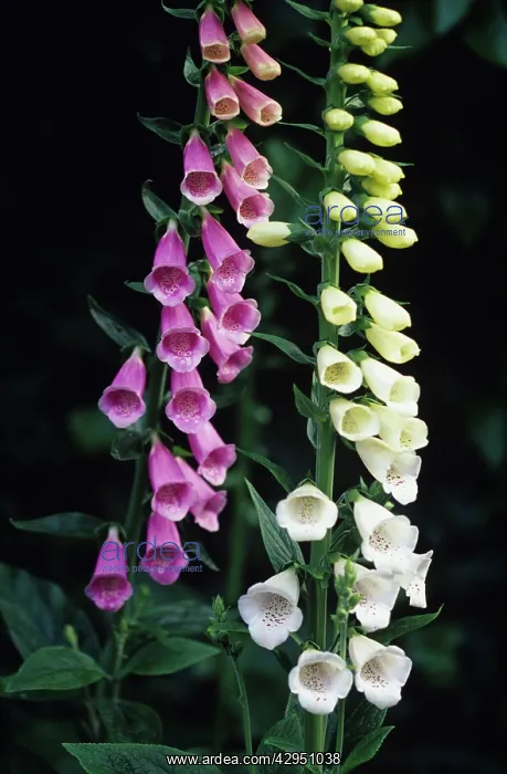 : Foxglove, Digitalis purpurea albiflora : Foxglove, Digitalis purpurea albiflora