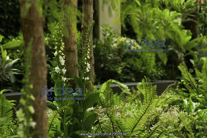 : Foxglove, Digitalis purpurea albiflora : Foxglove, Digitalis purpurea albiflora