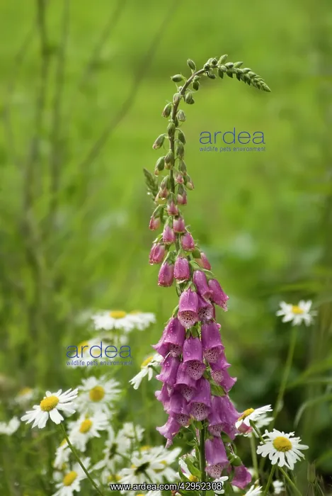 : Foxglove, Digitalis purpurea : Foxglove, Digitalis purpurea