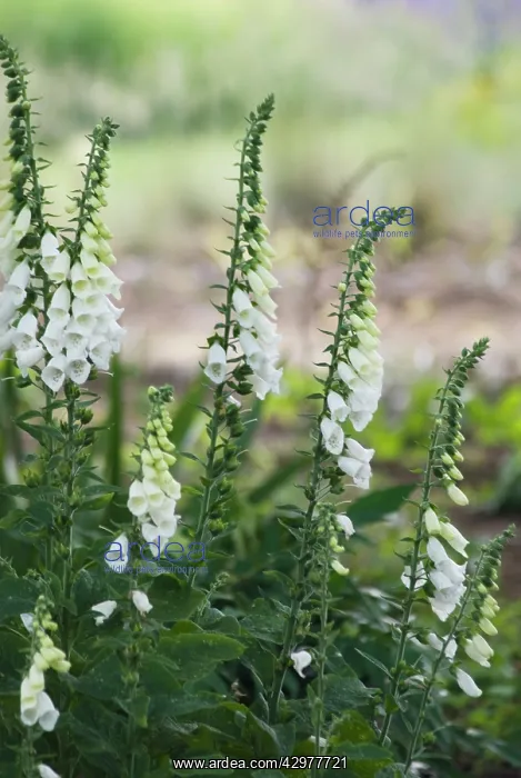 : Foxglove, Digitalis purpurea albiflora : Foxglove, Digitalis purpurea albiflora