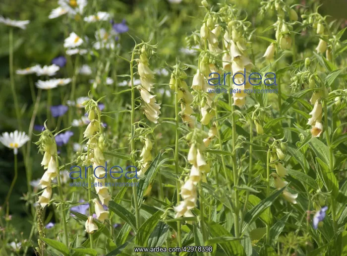  : Foxglove, Digitalis grandiflora