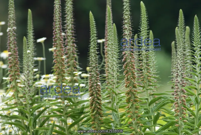 : Foxglove, Digitalis parviflora : Foxglove, Digitalis parviflora