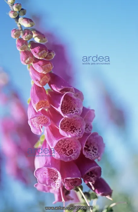 : Foxglove, Digitalis purpurea : Foxglove, Digitalis purpurea