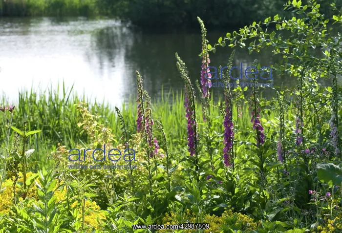 : Foxglove, Digitalis purpurea : Foxglove, Digitalis purpurea