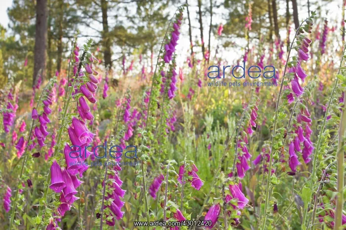 : Foxglove Allariz, Galicia, Spain (Digitalis purpurea) : Foxglove Allariz, Galicia, Spain (Digitalis purpurea)