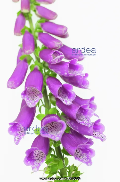 : Foxglove, Digitalis purpurea : Foxglove, Digitalis purpurea