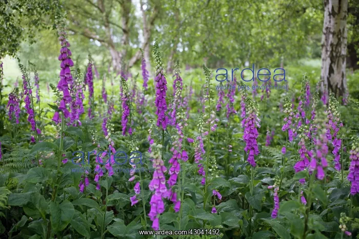 : Foxglove, Digitalis purpurea : Foxglove, Digitalis purpurea