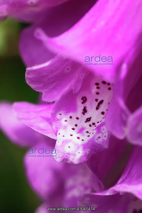 : Foxglove, Digitalis purpurea : Foxglove, Digitalis purpurea