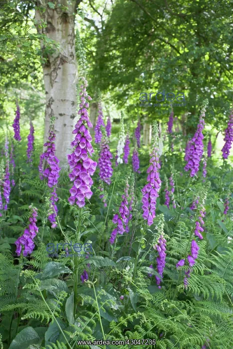 : Foxgloves, Digitalis purpurea growing amongst ferns in shaded area with trees : Foxgloves, Digitalis purpurea growing amongst ferns in shaded area with trees