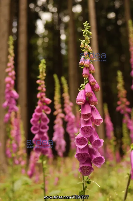 : Foxglove, Digitalis purpurea. Tall spikes of pink : Foxglove, Digitalis purpurea. Tall spikes of pink