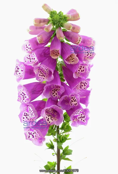 : Foxglove, Digitalis purpurea : Foxglove, Digitalis purpurea
