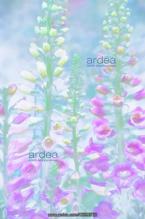 : Foxglove, Digitalis : Foxglove, Digitalis