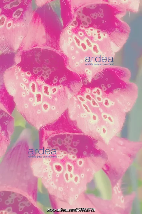 : Foxglove, Digitalis : Foxglove, Digitalis