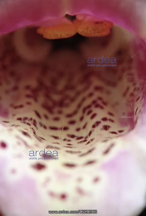 : Foxglove, Digitalis : Foxglove, Digitalis