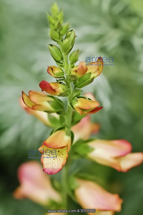 : Foxglove, Digitalis Illumination Chelsea Gold : Foxglove, Digitalis Illumination Chelsea Gold