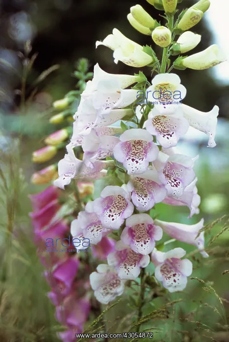 : Foxglove, Digitalis : Foxglove, Digitalis