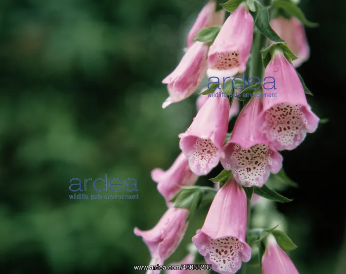  : Foxglove, Digitalis purpurea