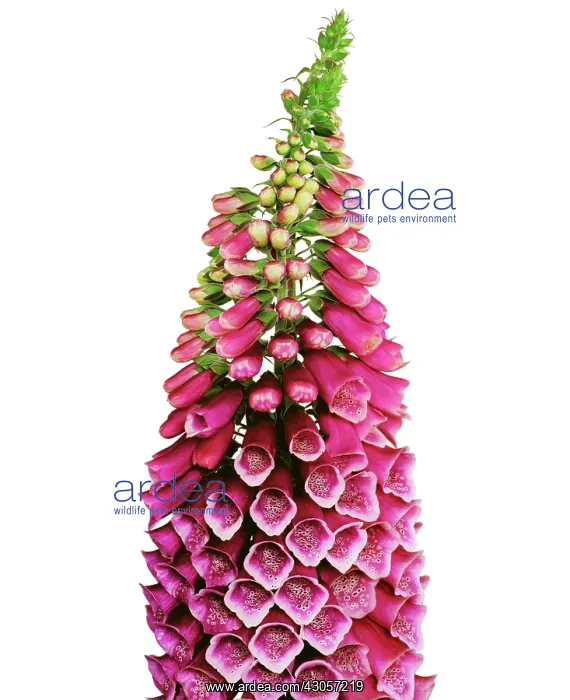 : Foxglove, Digitalis purpurea : Foxglove, Digitalis purpurea