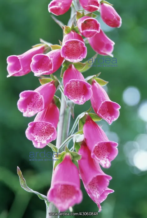 : Foxglove, Digitalis purpurea : Foxglove, Digitalis purpurea