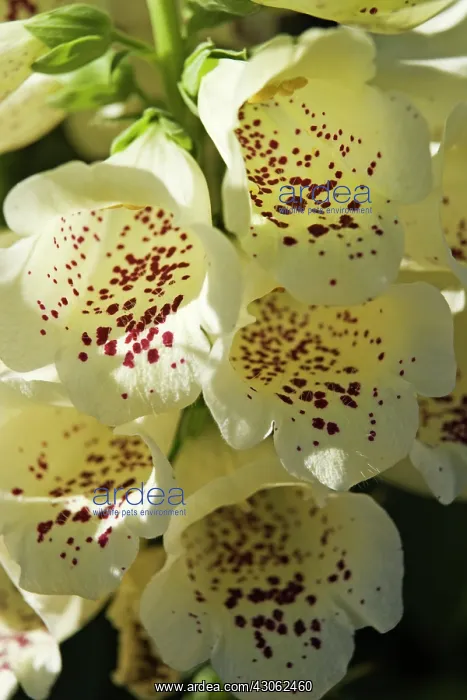 : Foxglove, Digitalis : Foxglove, Digitalis
