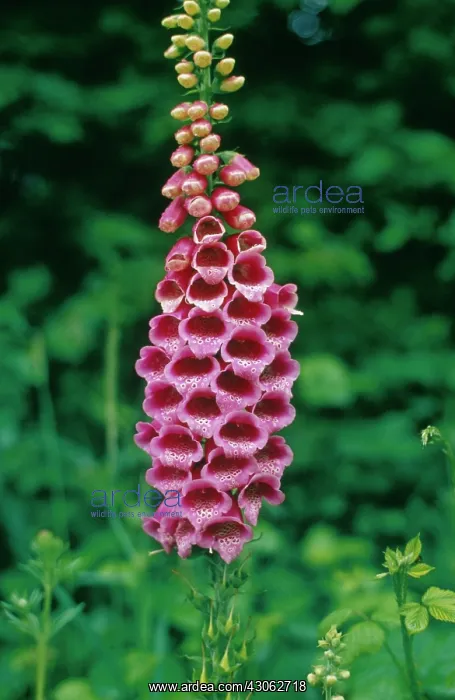 : Foxglove, Digitalis purpurea : Foxglove, Digitalis purpurea