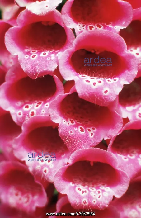 : Foxglove, Digitalis purpurea : Foxglove, Digitalis purpurea