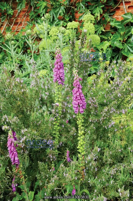 : Foxglove, Digitalis : Foxglove, Digitalis