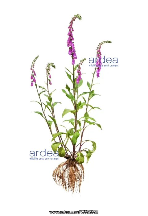 : Foxglove, Digitalis : Foxglove, Digitalis