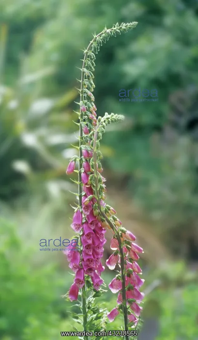 : Foxglove, Digitalis purpurea : Foxglove, Digitalis purpurea