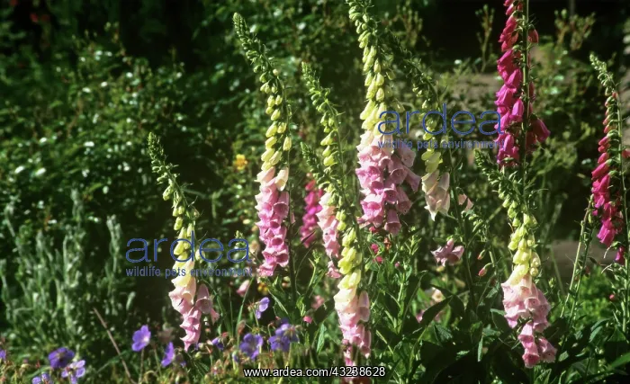 : Foxglove, Digitalis purpurea : Foxglove, Digitalis purpurea