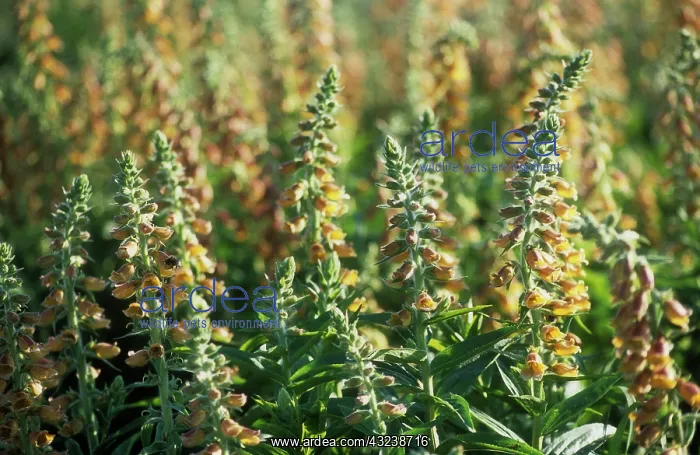: Foxglove, Digitalis Ferruginea : Foxglove, Digitalis Ferruginea