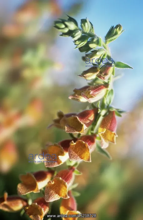 : Foxglove, Digitalis Ferruginea : Foxglove, Digitalis Ferruginea