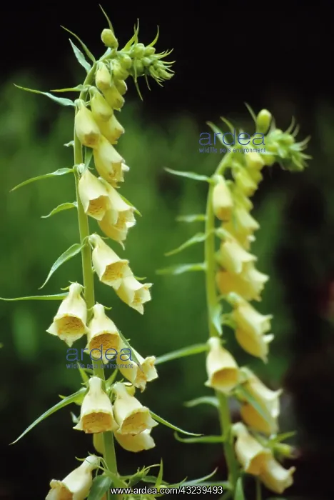 : Foxglove, Digitalis grandiflora : Foxglove, Digitalis grandiflora