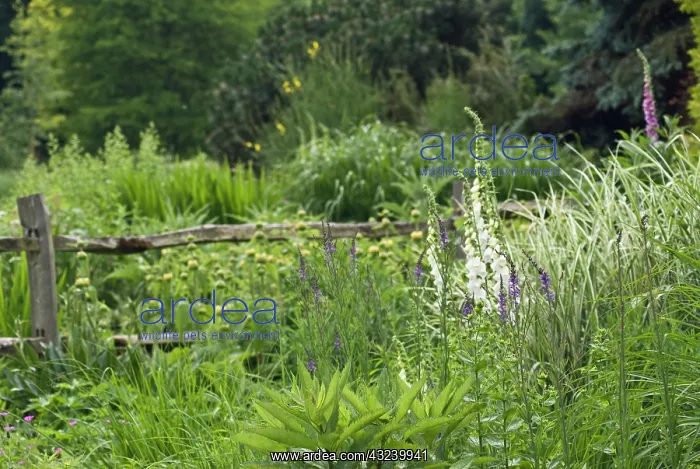  : Foxglove, Digitalis purpurea albiflora