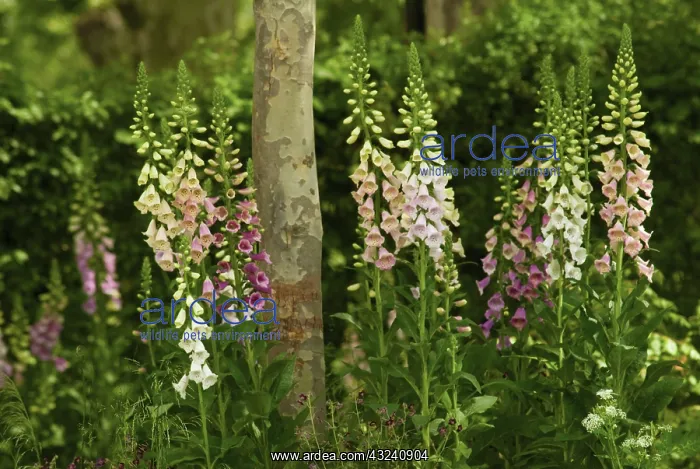 : Foxglove, Digitalis purpurea : Foxglove, Digitalis purpurea