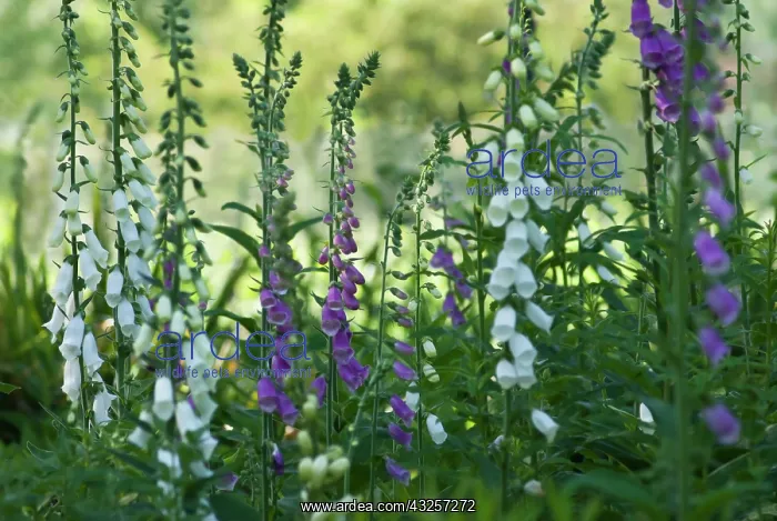 : Foxglove, Digitalis purpurea : Foxglove, Digitalis purpurea
