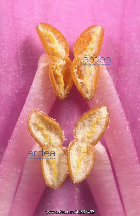 : Foxglove anthers opened showing Pollen : Foxglove anthers opened showing Pollen